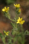 Common Tarweed blossoms
