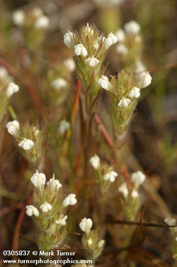 Castilleja tenuis (Orthocarpus hispidus)