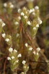 Hairy Indian Paintbrush