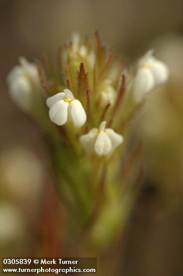 Castilleja tenuis (Orthocarpus hispidus)