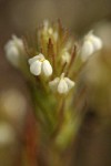 Hairy Indian Paintbrush blossoms extreme detail