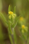 Little Tarweed blossom & foliage detail