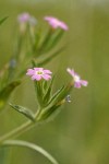 Midget Phlox blossoms detail