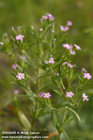 Phlox gracilis ssp. gracilis (Microsteris gracilis)