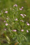 Midget Phlox