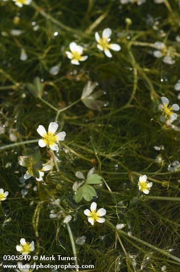 Ranunculus aquatilis