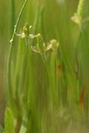 Tiny Mouse-tail blossoms & foliage detail