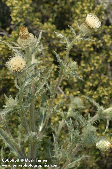 Cirsium undulatum