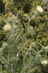 Wavy-leaf Thistle