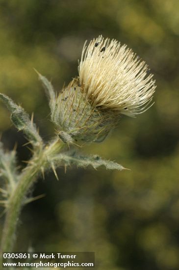 Cirsium undulatum