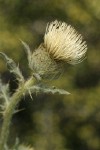 Wavy-leaf Thistle blossom & foliage detail