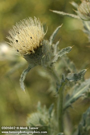 Cirsium undulatum