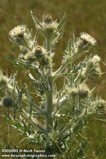 Cirsium undulatum