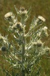 Wavy-leaf Thistle, backlit