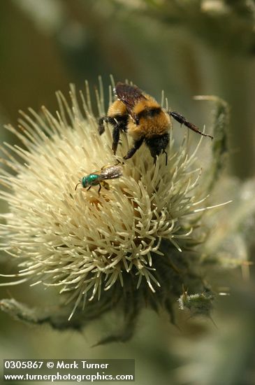 Cirsium undulatum