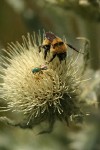 Wavy-leaf Thistle blossom detail w/ bumblebee & fly