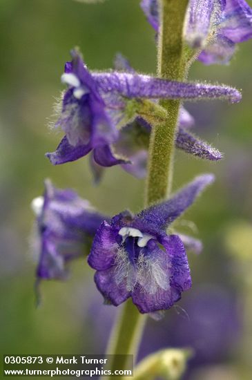 Delphinium multiplex