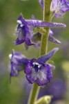 Kittitas Larkspur blossoms extreme detail