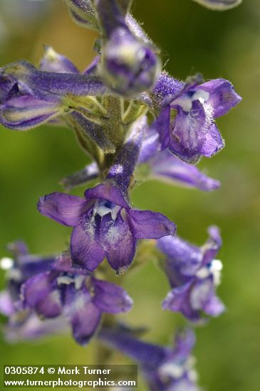 Delphinium multiplex