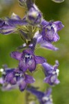 Kittitas Larkspur blossoms detail