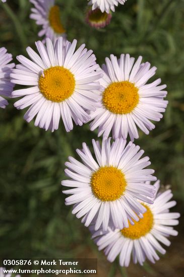 Erigeron filifolius