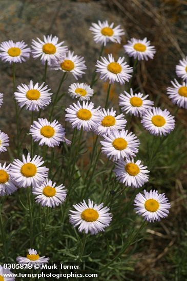 Erigeron filifolius