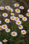 Thread-leaf Fleabane