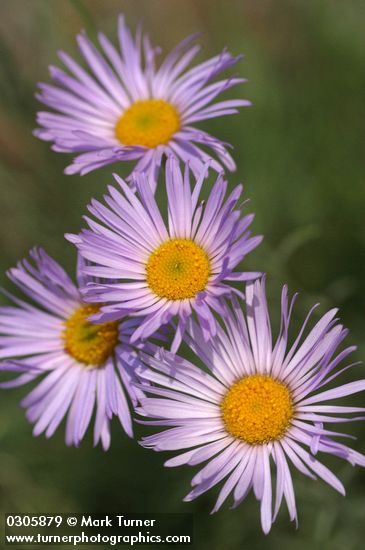 Erigeron filifolius