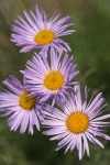 Thread-leaf Fleabane blossoms detail