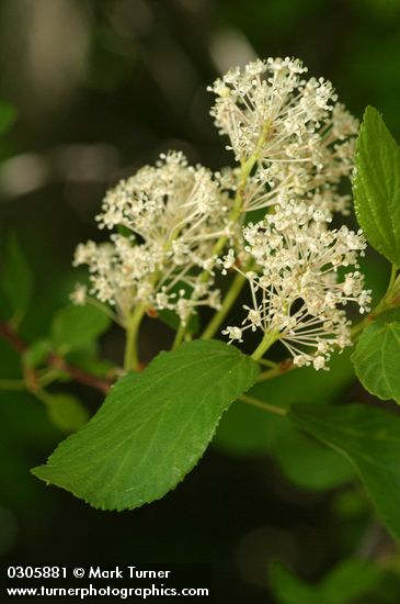 Ceanothus sanguineus