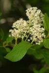 Redstem Ceanothus blossoms & foliage detail