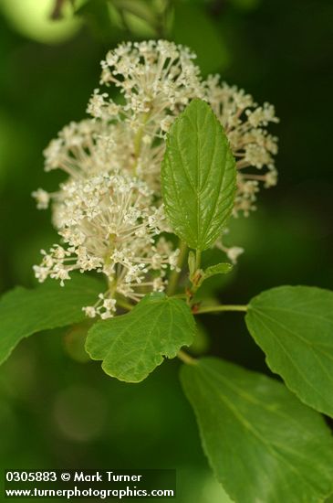 Ceanothus sanguineus