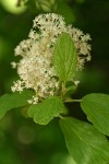 Redstem Ceanothus blossoms & foliage detail