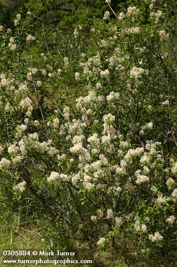 Ceanothus sanguineus