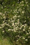 Redstem Ceanothus