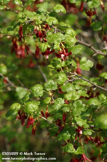 Ribes lobbii