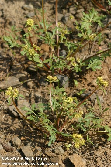 Sanicula graveolens