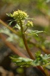 Sierra Snake Root blossoms & foliage detail