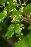 Swamp Gooseberry blossoms & foliage detail