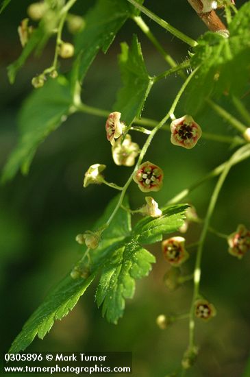 Ribes lacustre