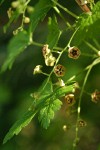 Swamp Gooseberry blossoms & foliage detail