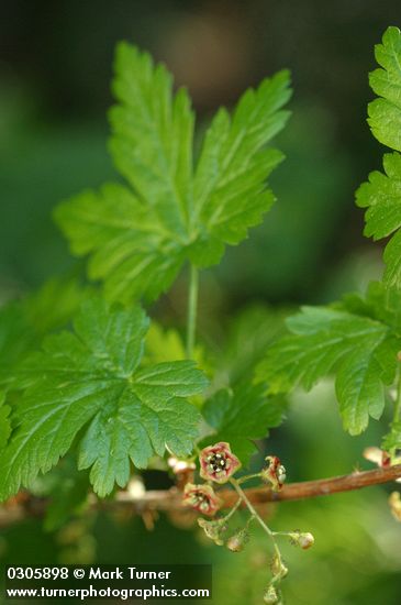 Ribes lacustre