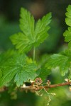 Swamp Gooseberry blossoms & foliage detail