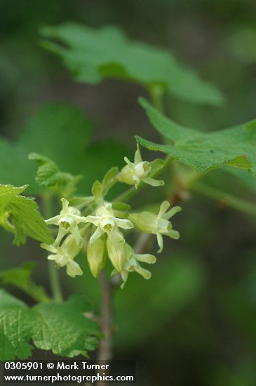 Ribes viscosissimum