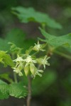 Sticky Currant blossoms & foliage detail