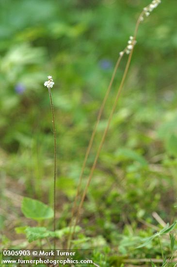 Mitella trifida