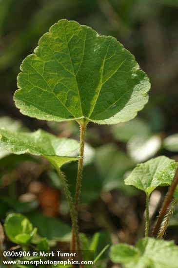 Mitella trifida