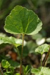 Three-toothed Mitrewort basal foliage detail