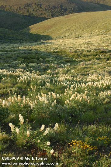 Lupinus sulphureus