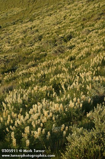 Lupinus sulphureus